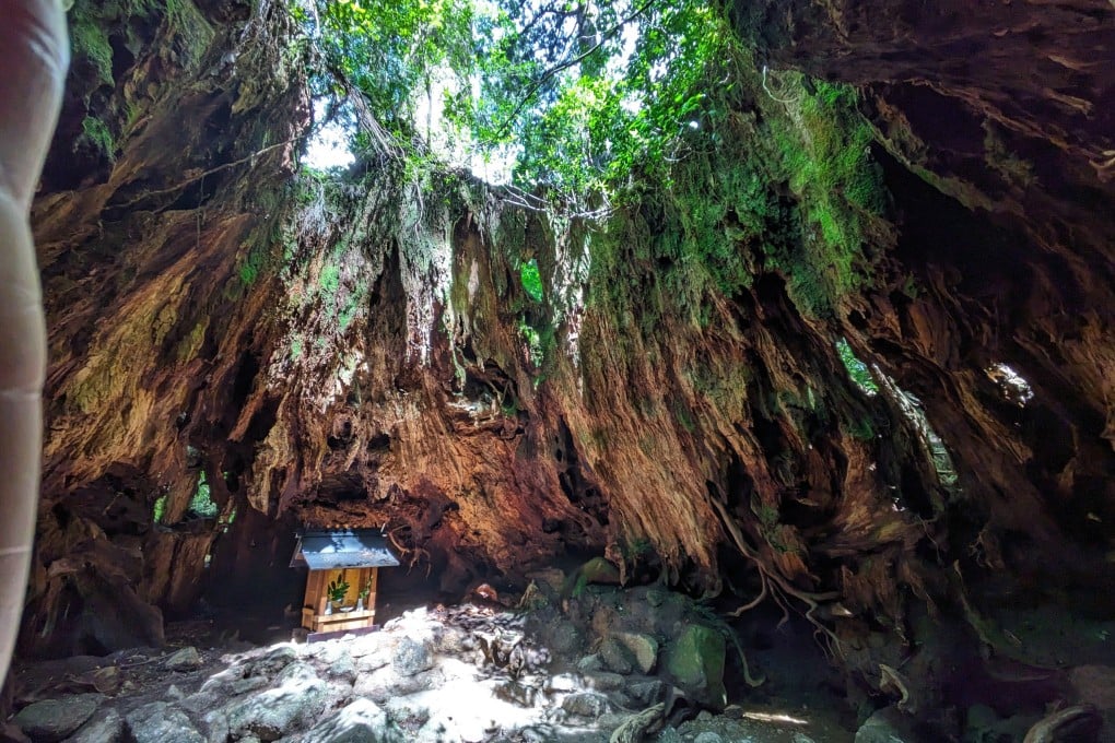 Wilson’s Stump, the remains of a giant cedar tree in the forests of Yakushima, southern Japan. A three-day hike takes visitors across the mountainous island. Photo: Fiona Ching