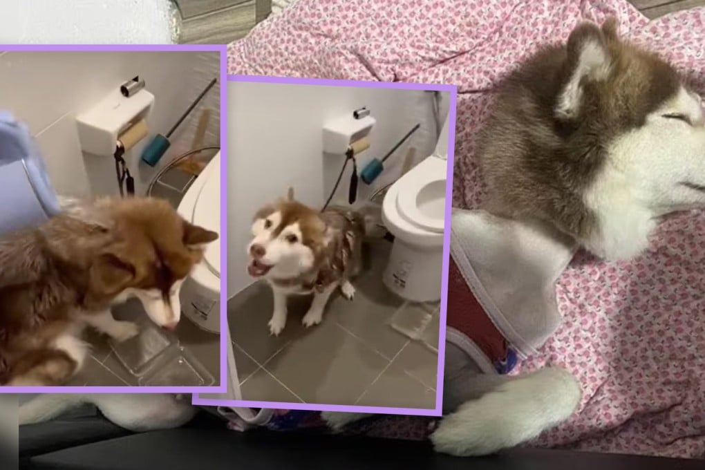 Video footage of a woman in Thailand pouring searing hot water over her pregnant pet Husky as punishment for “stealing a snack” has sparked public outrage and an investigation into her behaviour. Photo: SCMP composite/Facebook