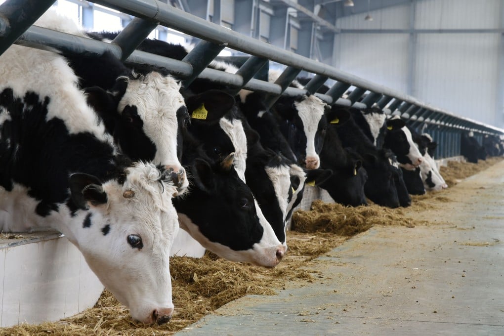 Cheaper beef from overseas, large inventories, and an increased slaughter of milk cows as a result of milk-price declines have all contributed to an oversupply of beef in China. Photo: Xinhua
