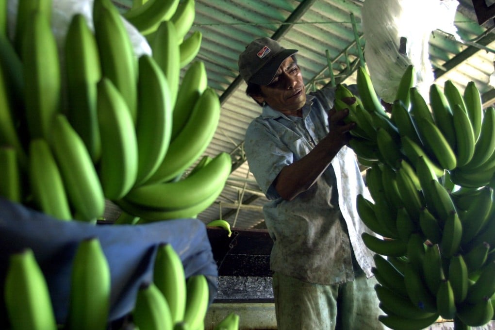 A banana packing plant. Photo: AP