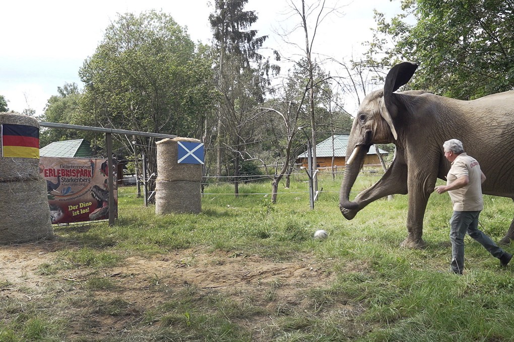 Elephant Bubi, an “elephant oracle”, kicks the ball towards the German flag, predicting a win for Germany over Scotland in the Euro 2024 opener. Photo: AP