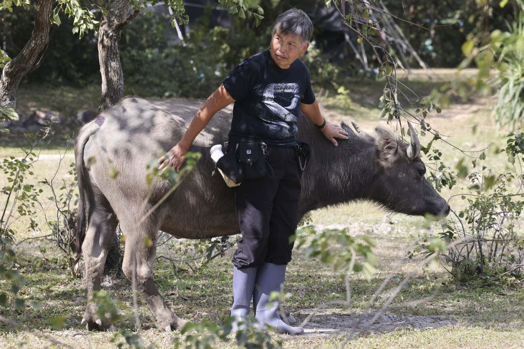 Lantau’s “buffalo whisperer” Jean Leung on growing up in a haunted house in Hong Kong and the injured beast that changed her life. Photo: Dickson Lee