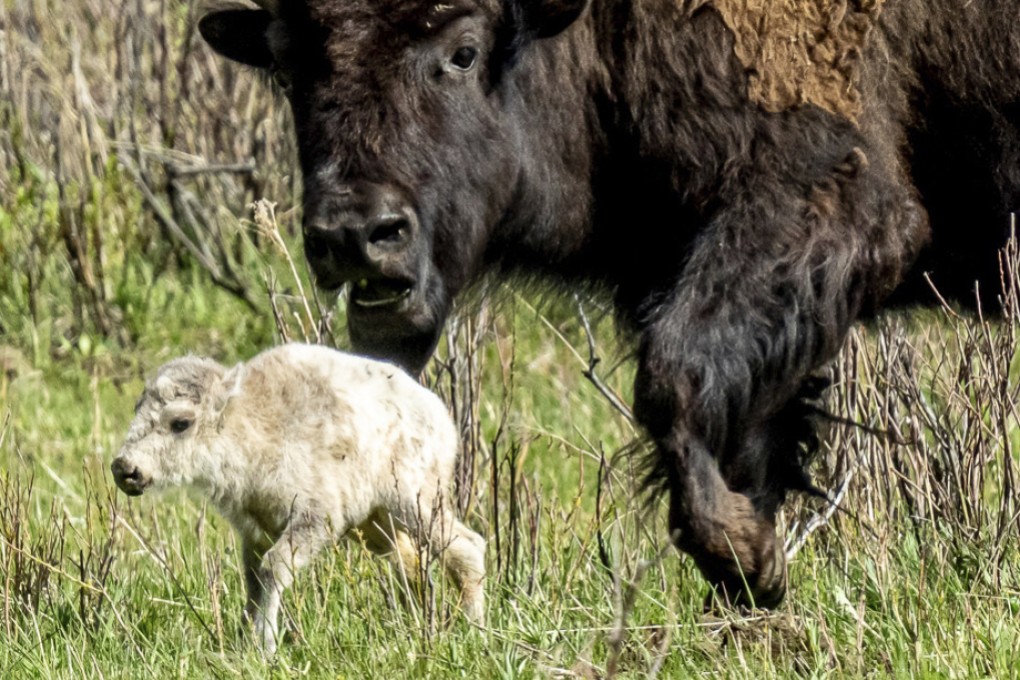 A rare white buffalo calf, reportedly born in Yellowstone National Park’s Lamar Valley, is shown on June 4. Photo: Erin Braaten/Dancing Aspens Photography via AP