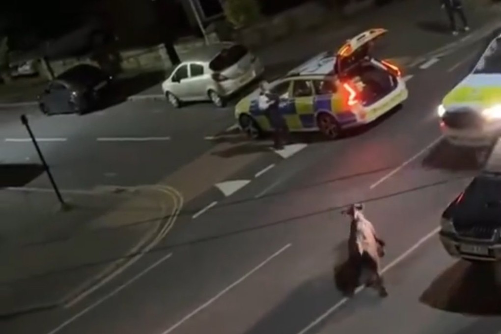 Video posted online shows a police car hitting a cow in Staines-upon-Thames, just outside London, on Thursday. Photo: X/UB1UB2