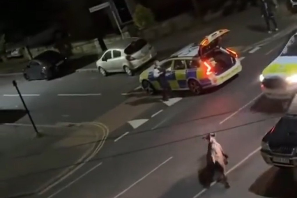 Video posted online shows the cow before it is hit by a police car. Photo: X/UB1UB2