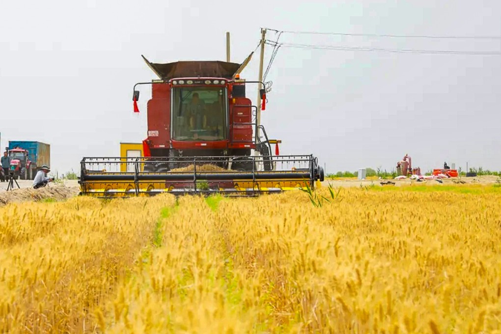 In eastern China, growers  harvest a wheat crop that uses various technologies and agricultural methods to produce wheat at the edge of the harsh Taklimakan Desert. Photo: Weibo/日照网