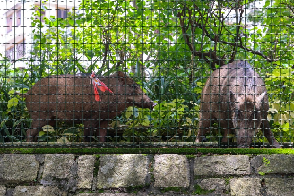 Two boars were spotted in Sham Shui Po at 10.10am. Photo: Jelly Tse