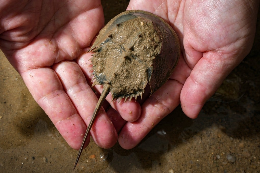 The International Union of Conservation Nature has declared tri-spine horseshoe crabs to be an endangered species and placed them on the organisation’s red list. Photo: Eugene Lee