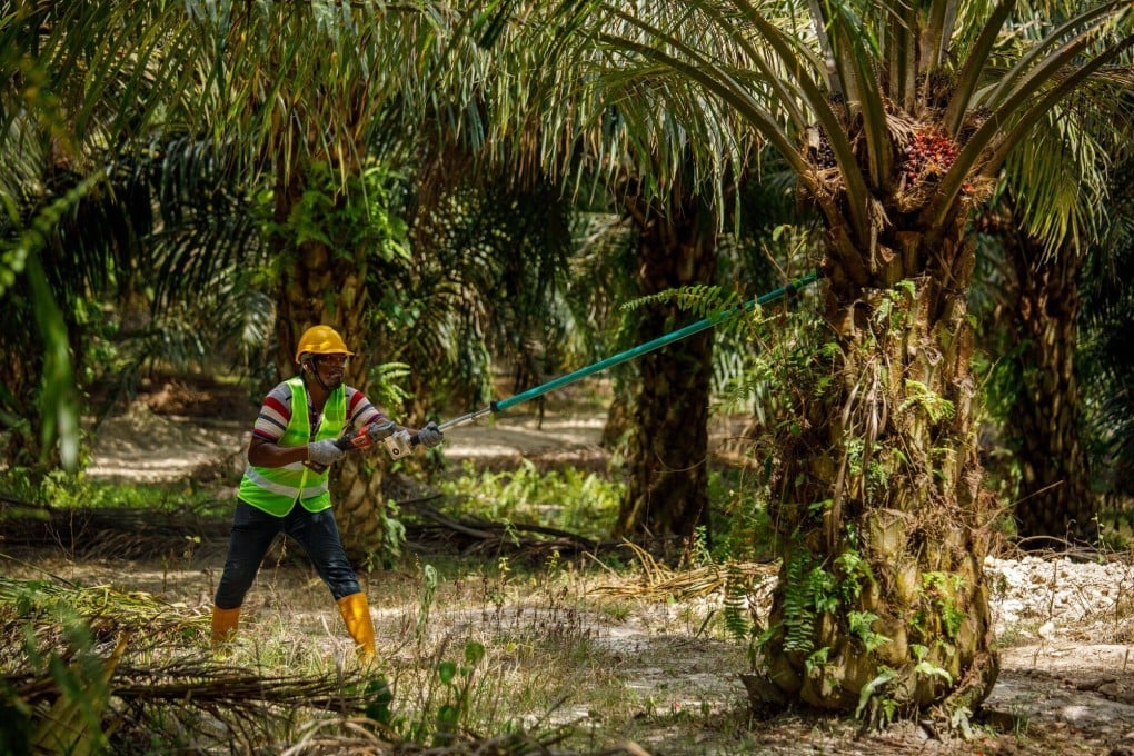 A worker harvests palm oil fruits at a plantation in Johor, Malaysia, last year. Photo: Bloomberg