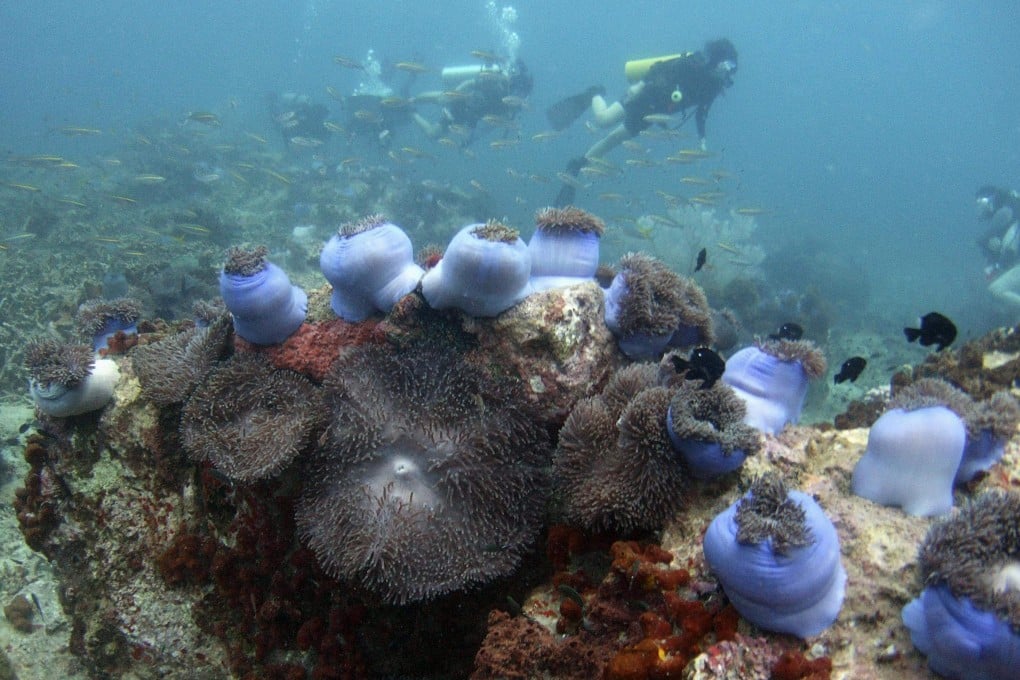 Scuba divers swim above a bed of corals off Tioman Island in 2008. Malaysia has many popular diving spots and a rich and vibrant marine life. Photo: Reuters