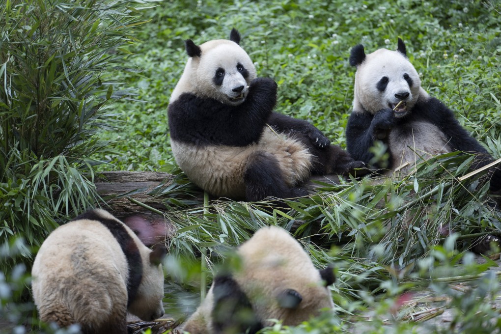 Giant pandas at the Bifengxia Giant Panda Base in Sichuan province, China. Two of the bears are en route to the San Diego Zoo in California. Photo: EPA-EFE