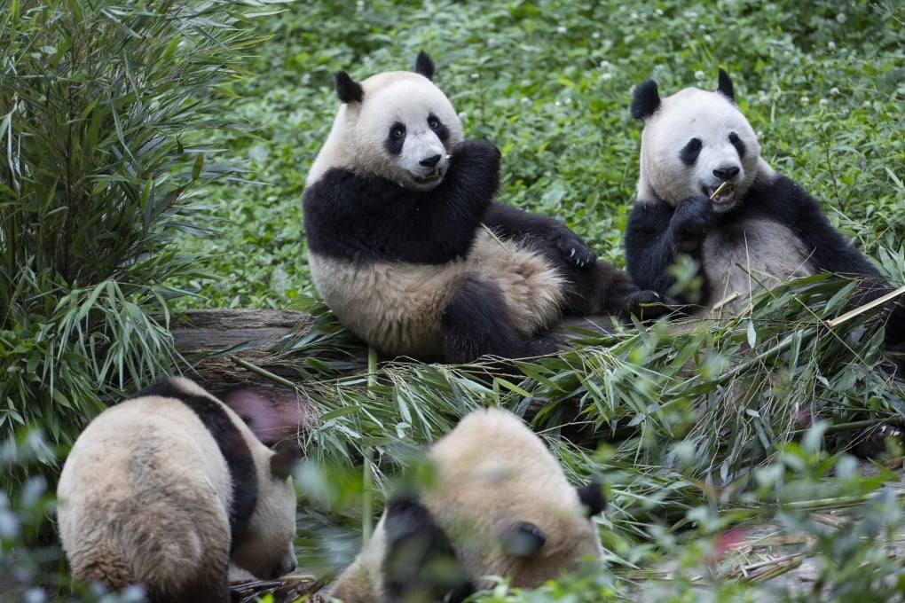 Giant pandas at the Bifengxia Giant Panda Base in Sichuan province, China. Two of the bears are en route to the San Diego Zoo in California. Photo: EPA-EFE