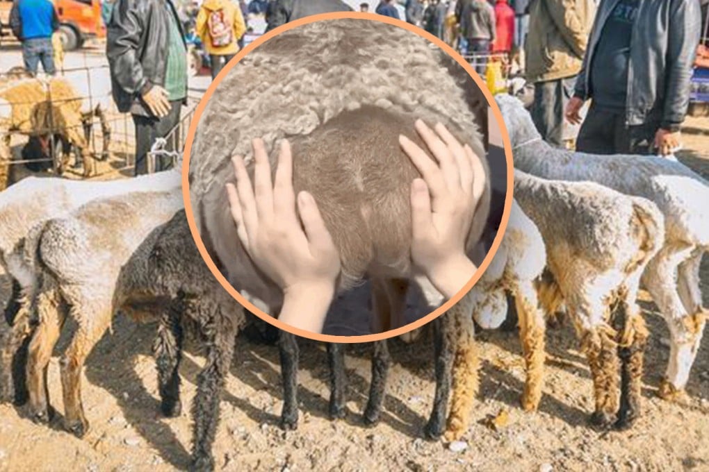 Young people in China have found a new way of relieving stress, touching the buttocks of sheep. Photo: SCMP composite/Weibo/QQ.com
