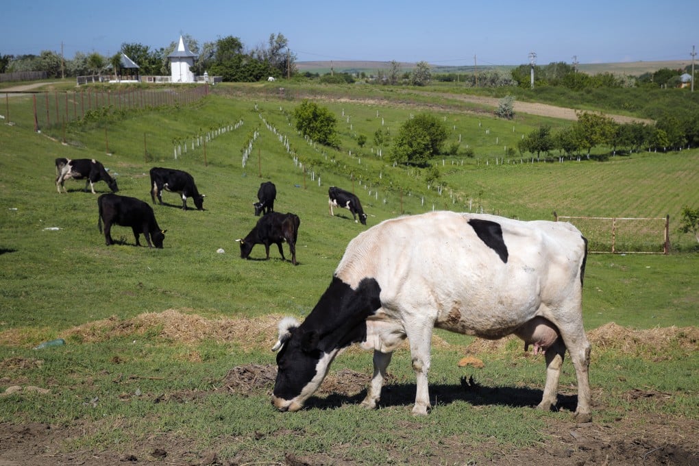 Cows graze in a field in Luncavita, Romania. A typical Danish cow produces 6 tonnes of CO2 equivalent per year. File photo: AP