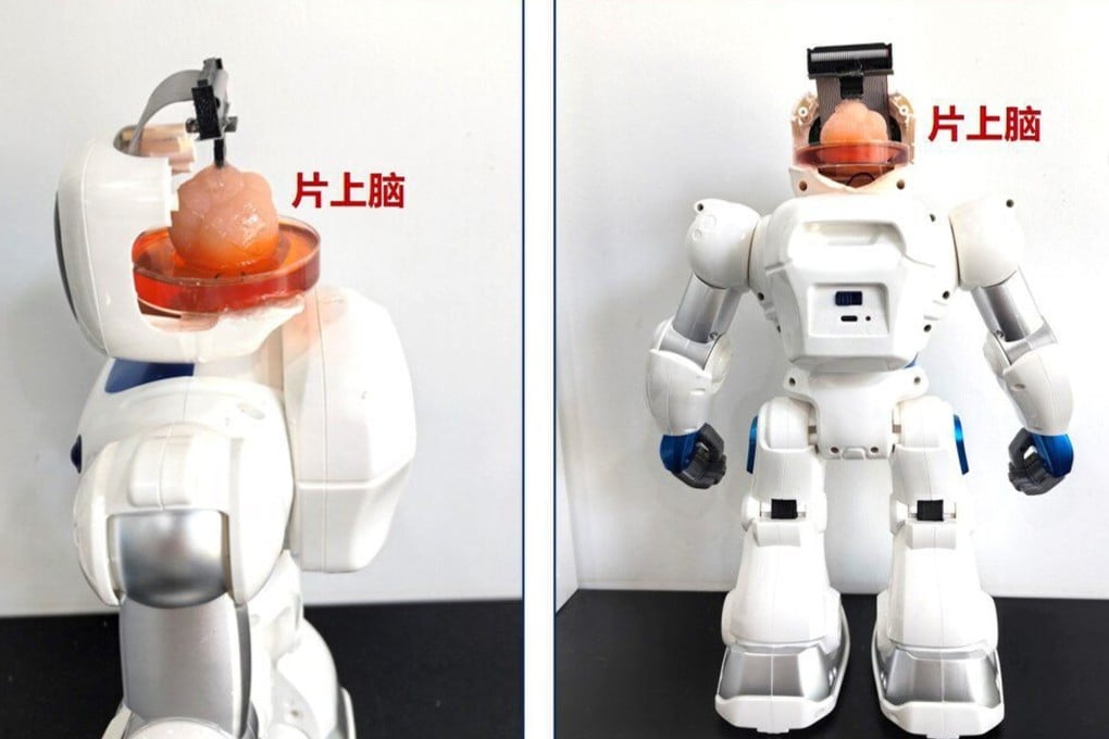 The robots have an artificial brain as well as a neural chip. Photo: Tianjin University