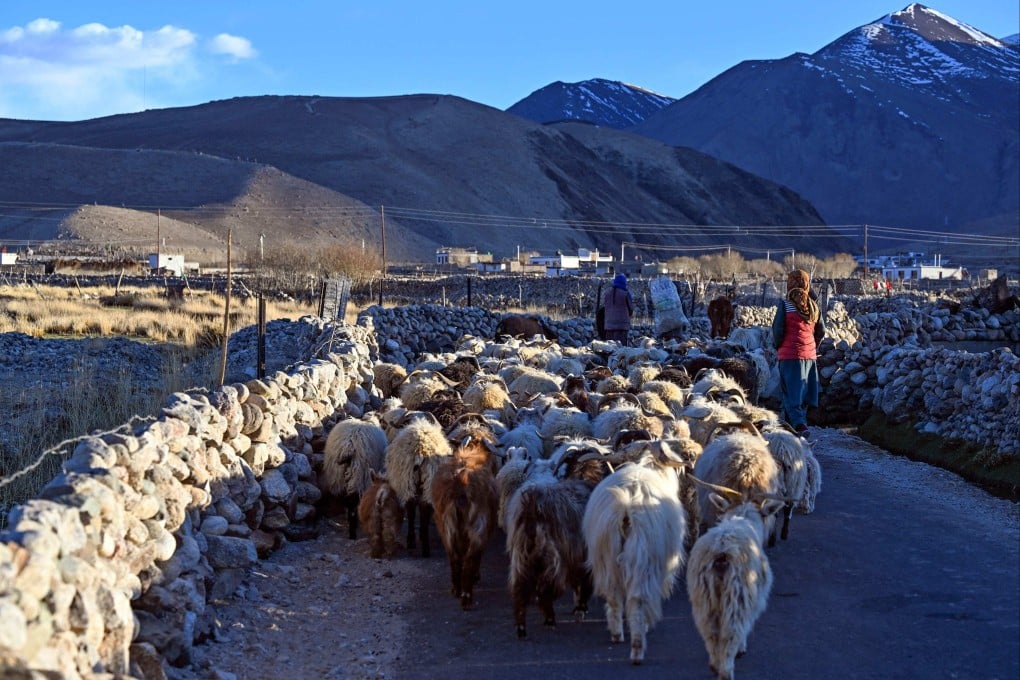 Shepherds of the Changpa nomadic pastoral tribe walk with their goats at Chushul village in Ladakh, India. Photo: AFP