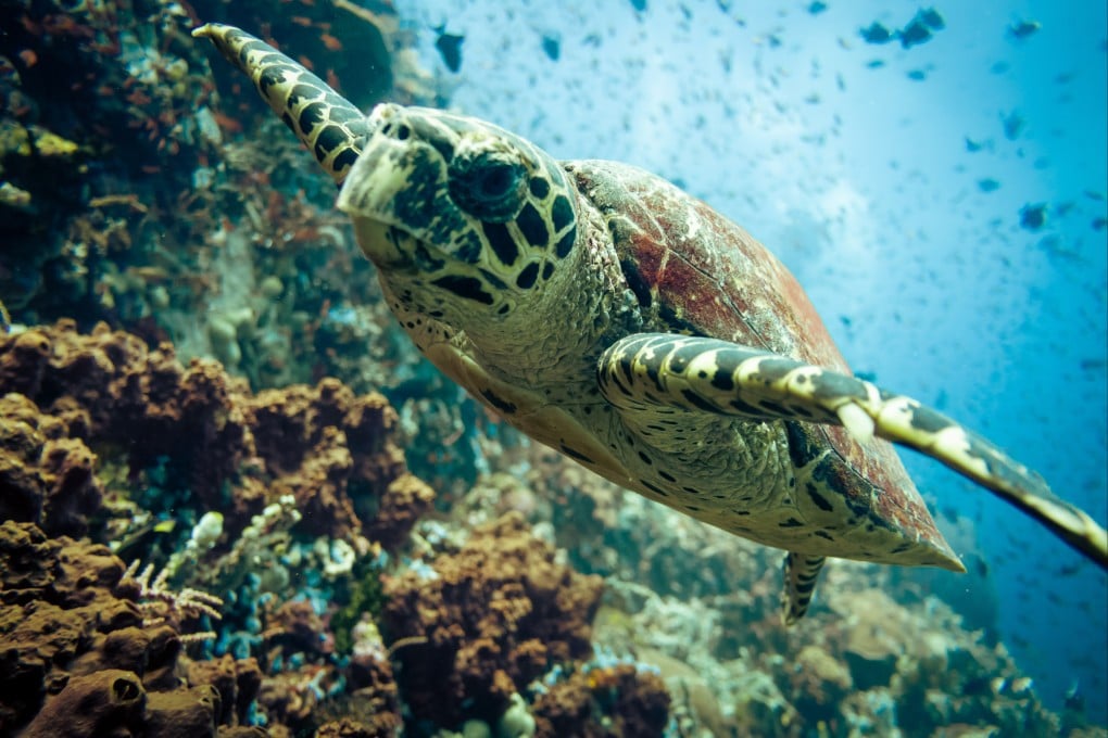 A green sea turtle at Verde Island, Philippines. The turtle found in Hong Kong was said to be “in excellent condition”. Photo: Sarah Gillespie