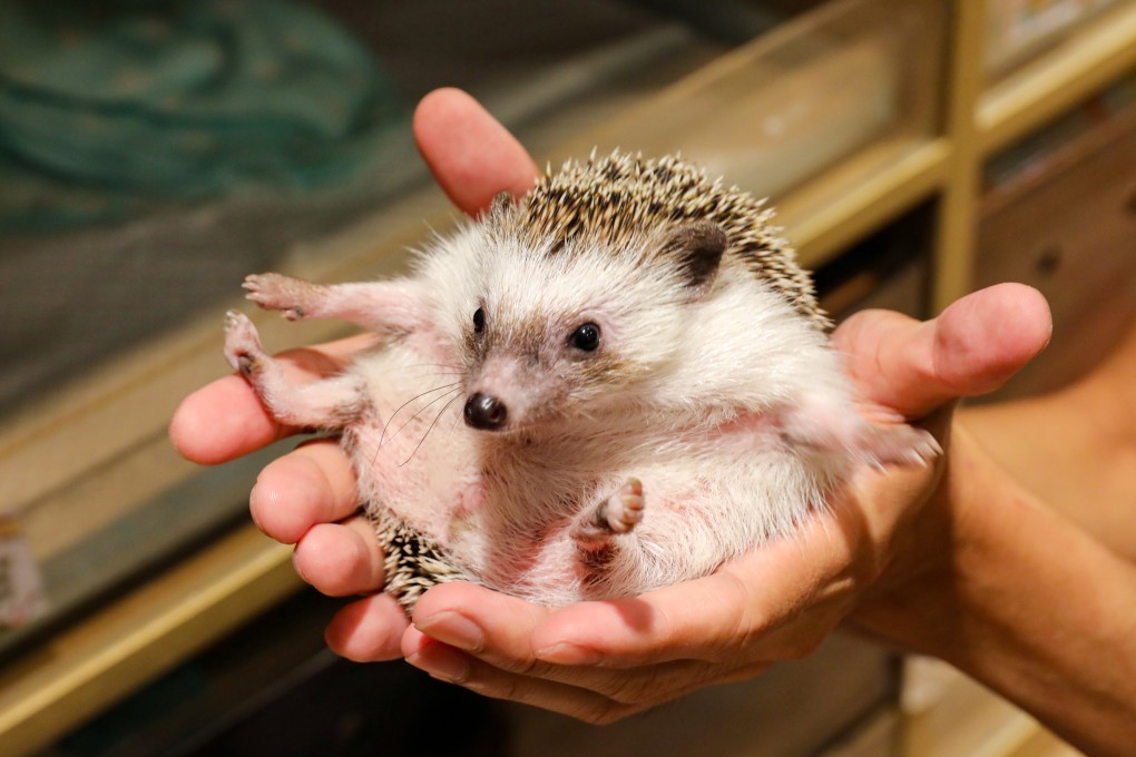 The Hong Kong Hedgehog Association has been in operation since 2016. Photo: K. Y. Cheng