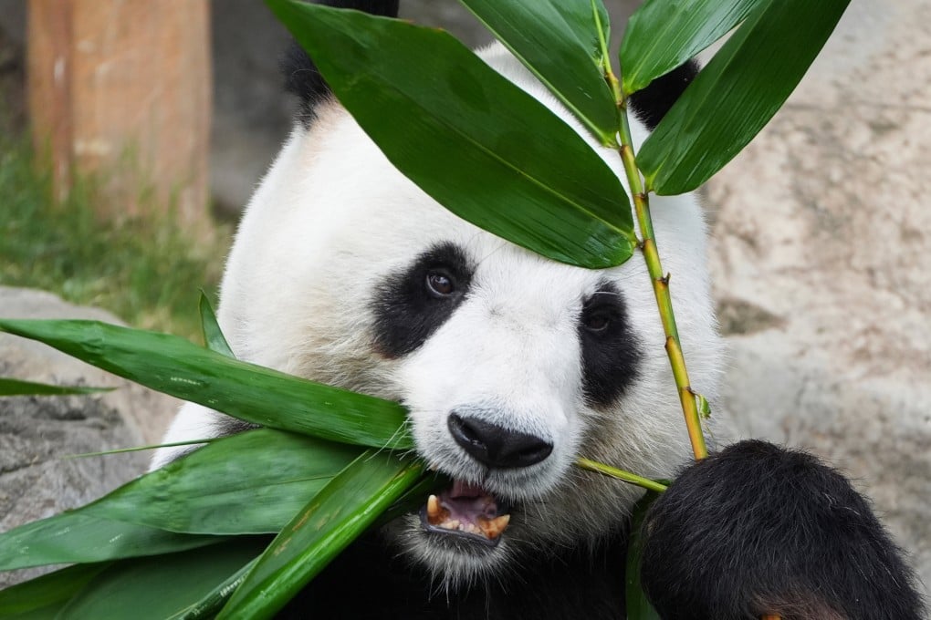 Le Le was one of two giant pandas gifted to Hong Kong in 2007. Photo: Eugene Lee
