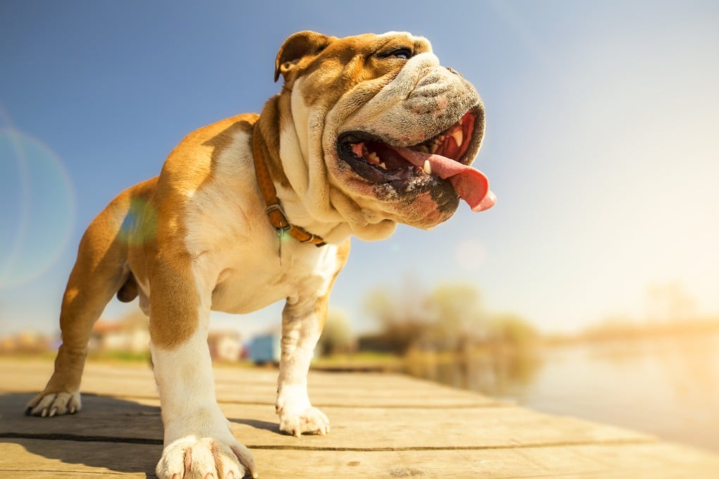 Snub-nosed (brachycephalic) dog breeds such as bulldogs, pugs, boxers and Pekinese are most vulnerable to heat stroke, as are older and obese dogs. Photo: Shutterstock