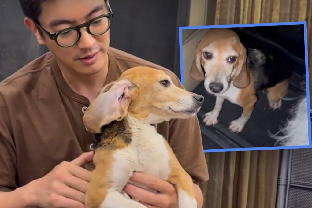 A celebrity couple in China have been widely praised after they rescued a badly injured beagle dog which had been used for laboratory research. Photo: SCMP composite/Xiaohongshu