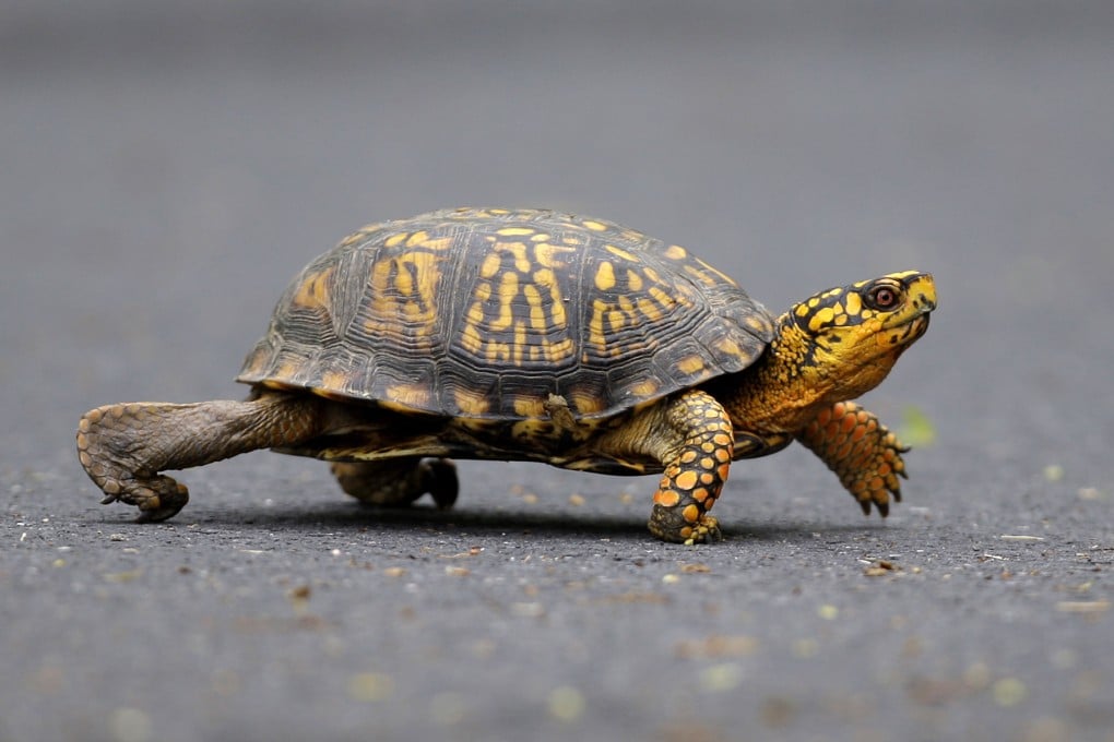A male eastern box turtle. A woman from China was arrested on Monday at a Vermont lake bordering Quebec for trying to smuggle 29 of the turtles into Canada. Photo: AP