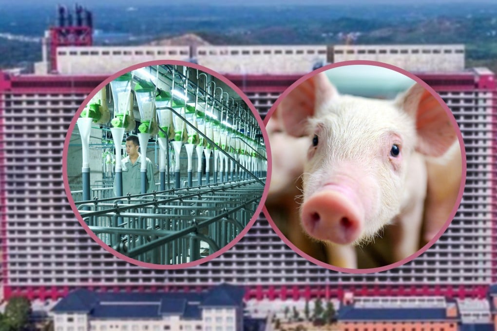 A high-rise pig farm in Central China which produces 1.2 million porkers a year is attracting international attention. Photo: SCMP composite/Shutterstock/Baidu/QQ.com