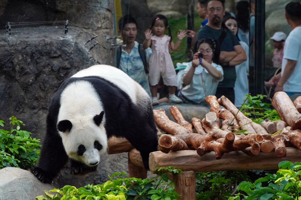 Giant panda Ying Ying at Ocean Park. Beijing has gifted an additional pair of pandas to Hong Kong. Photo: Eugene Lee
