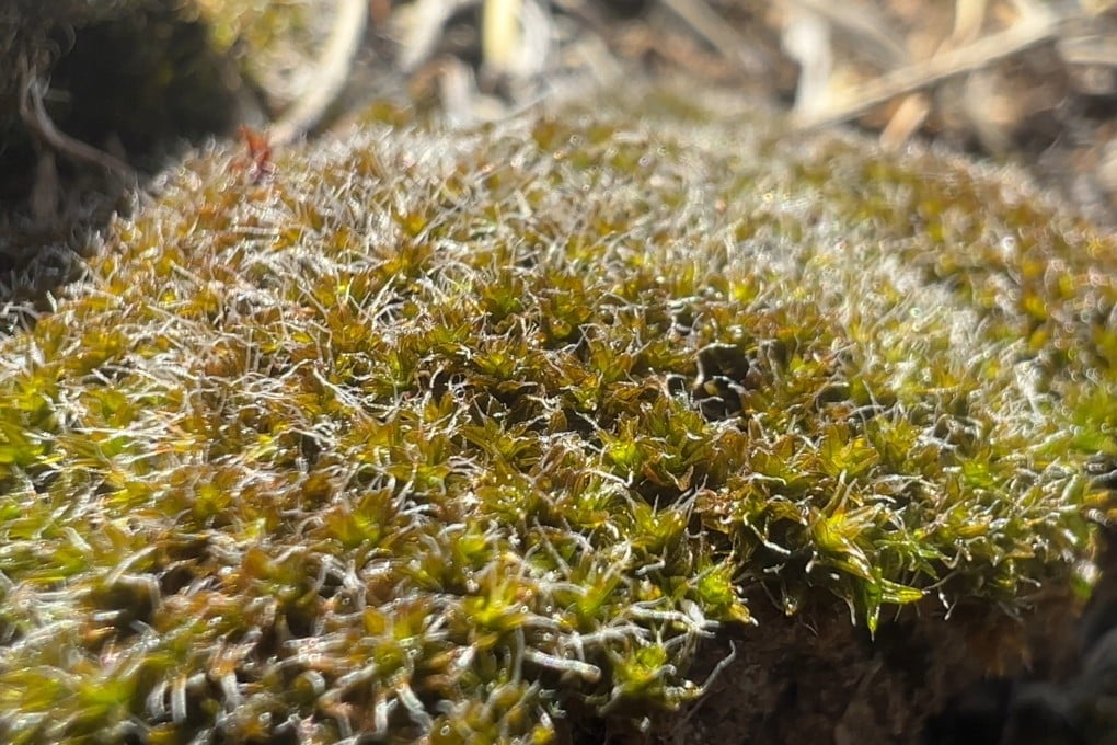 A team of researchers from the Chinese Academy of Sciences found that a desert moss species could withstand the harsh conditions of the Martian environment. Photo: Handout