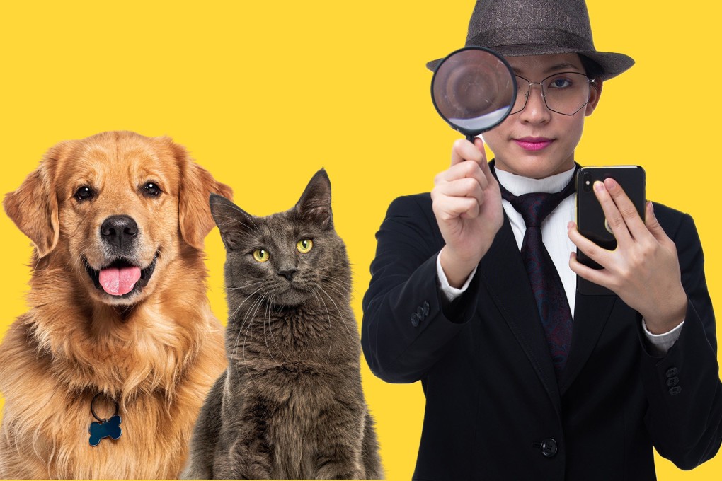 The Post investigates the unusual business of being a pet detective in China. Photo: SCMP composite/Shutterstock