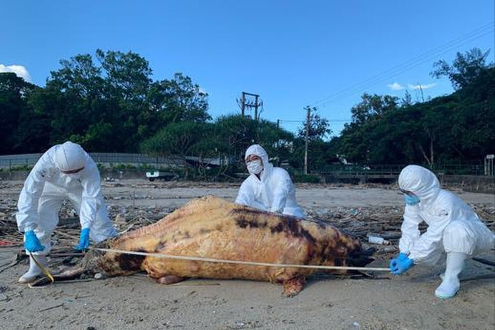 The adult dolphin measured about 2.4 metres in length. Photo: Hong Kong Ocean Park Conservation Foundation