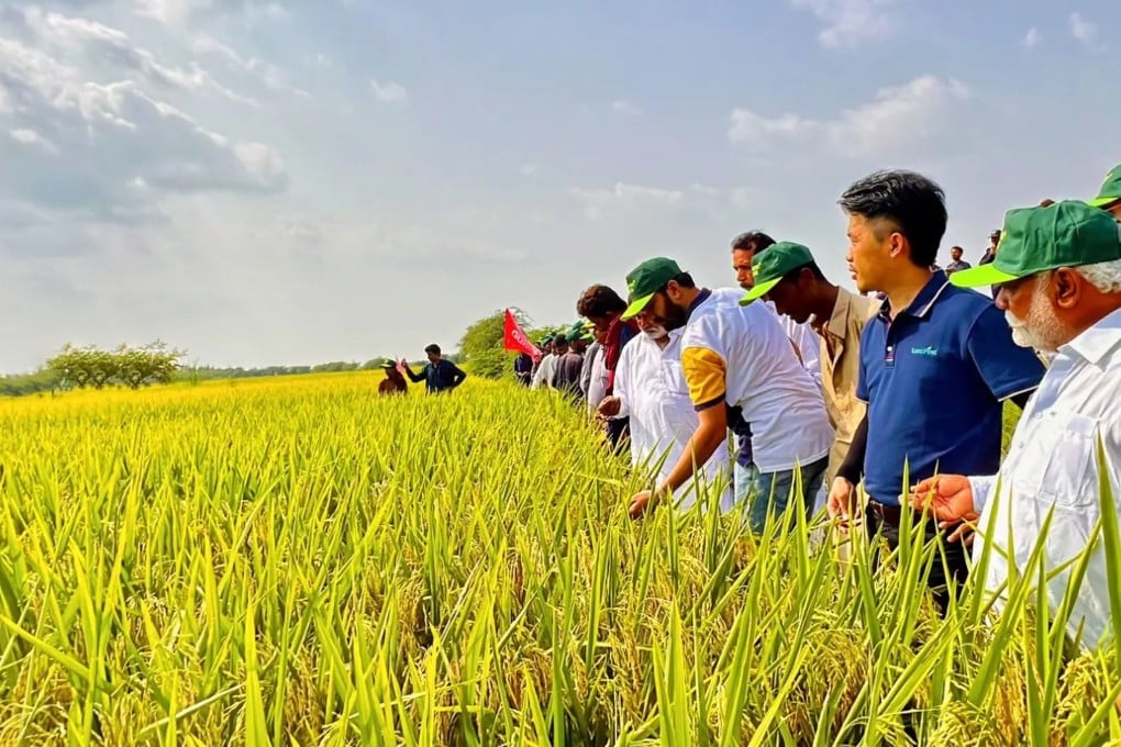 Dai, a Chinese agricultural expert, has been travelling through Pakistan’s countryside for years promoting the benefits of hybrid rice and his pictures of rural life have won him more than 700,000 fans on social media. Photo: Douyin/Dai