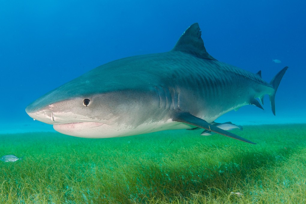 Rising sea temperatures are pushings sharks into Japan’s shallow waters, causing problems for fish farms. Photo: Shutterstock/File