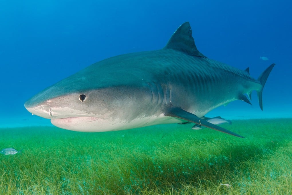 Rising sea temperatures are pushings sharks into Japan’s shallow waters, causing problems for fish farms. Photo: Shutterstock/File