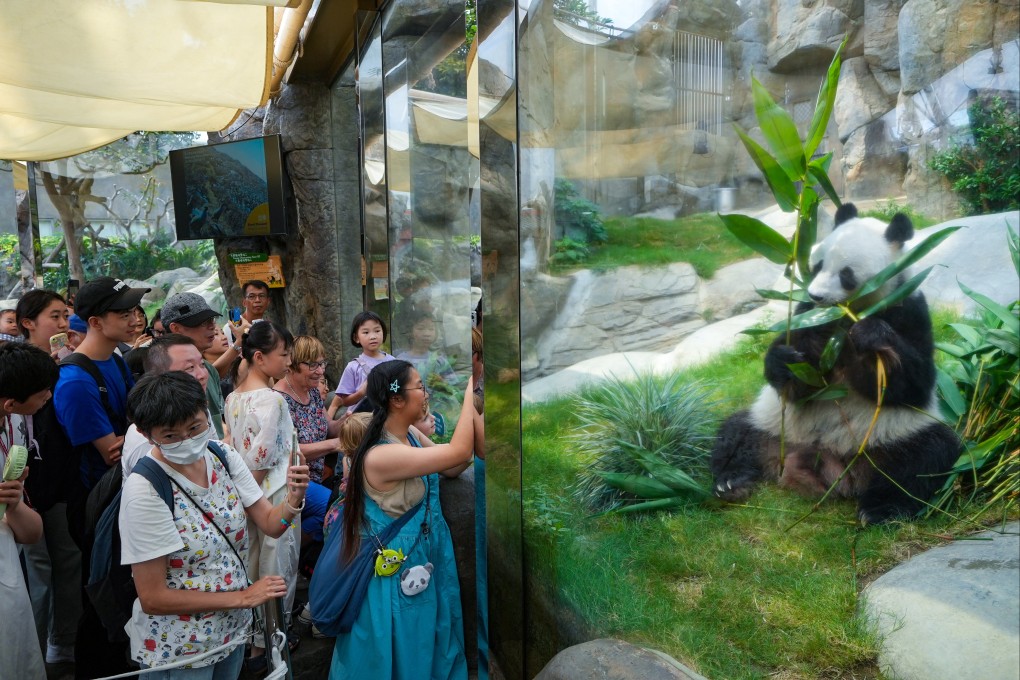 Visitors take a closer look at Le Le, a giant panda living at Ocean Park. Photo: Elson Li