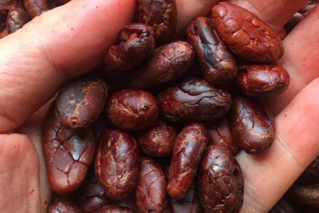 Cocoa beans harvested in 2023 by Arron Liu, founder of bean-to-bar brand Chocobien Chocolate, from cacao trees he planted in Hong Kong. Photo: Chocobien Chocolatier.