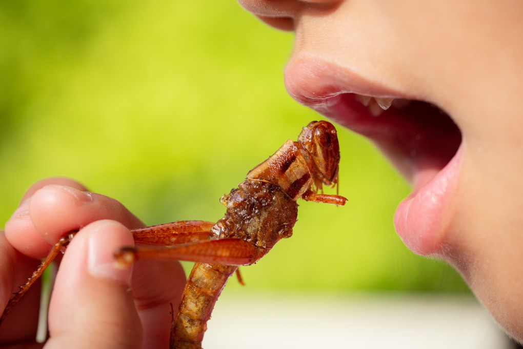 A young girl eating a fried grasshopper. Singapore on Monday approved grasshoppers, and 15 other insects as food. Photo: Shutterstock