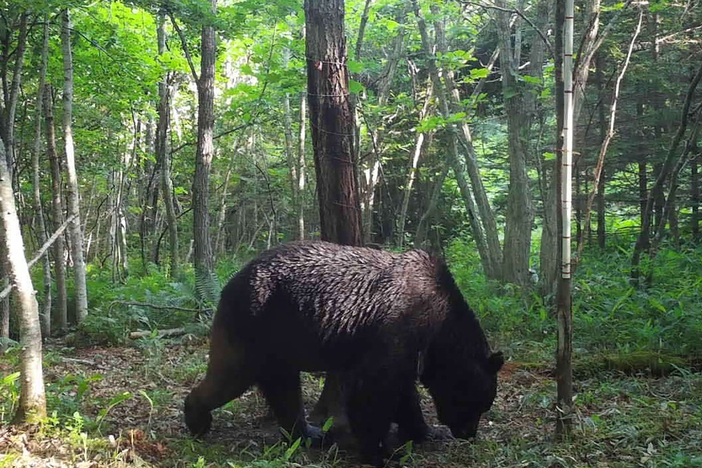 A bear caught on hidden camera in Japan’s northern Hokkaido prefecture last year. The country has seen a record 219 bear attacks, including six fatalities, over the past year. Photo: Shibecha Town/Handout via AFP