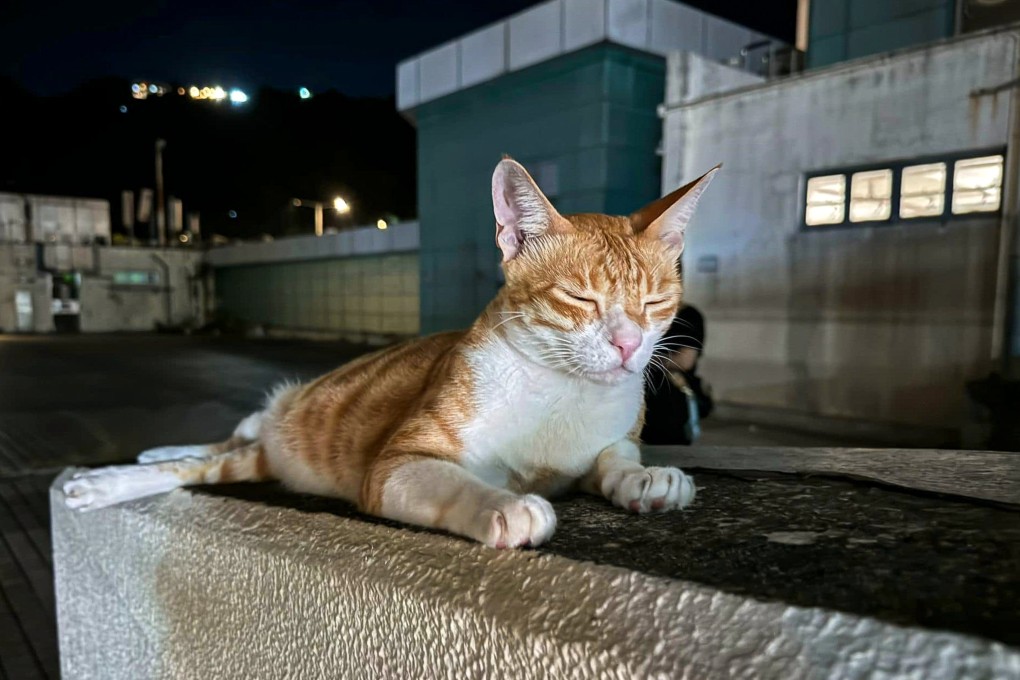 A social media post has allegedly indicated that a man attacked a cat with his bare hands. Photo: Facebook/Yan Ho