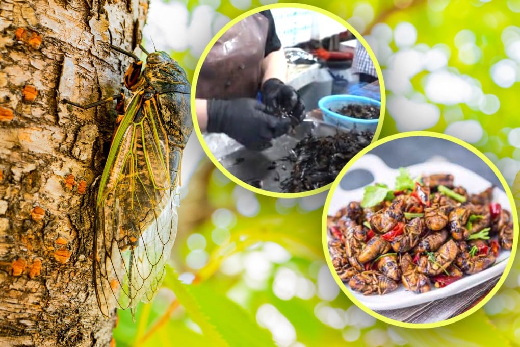 The Post delves into the curious world of eating cicadas in China. Photo: SCMP composite/Shutterstock/Douyin/Baidu