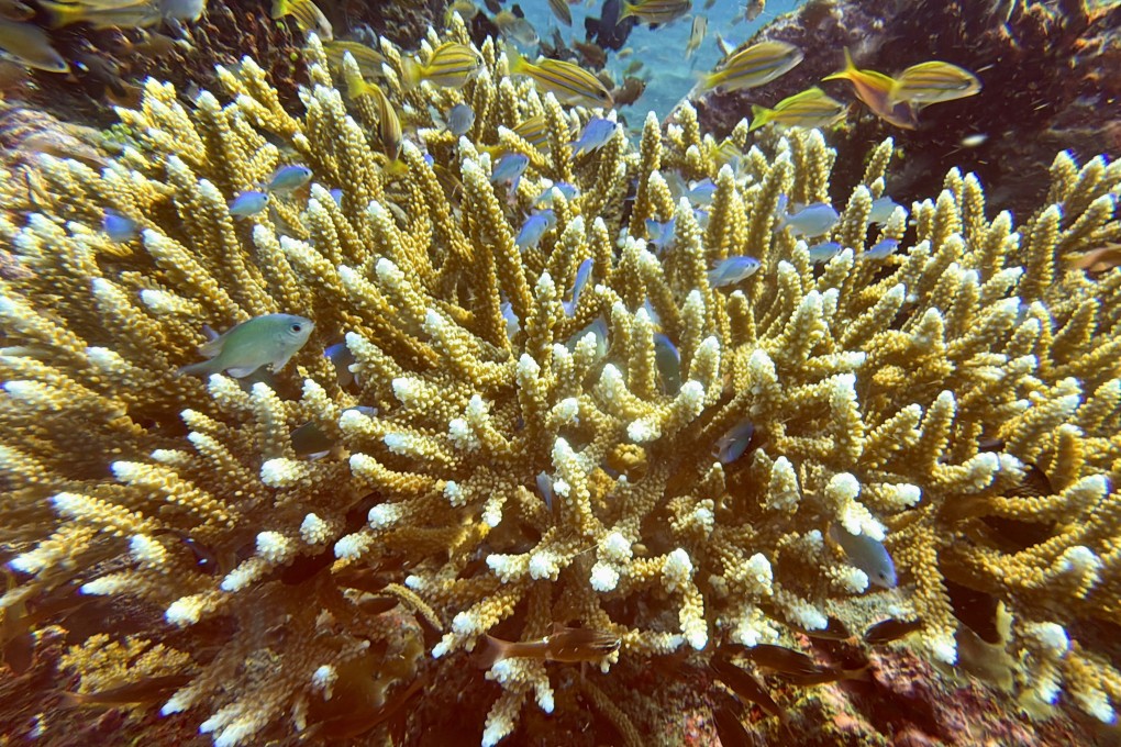 Indonesia has roughly 5.1 million hectares of coral reefs, 18 per cent of the world’s total. Photo: Reuters