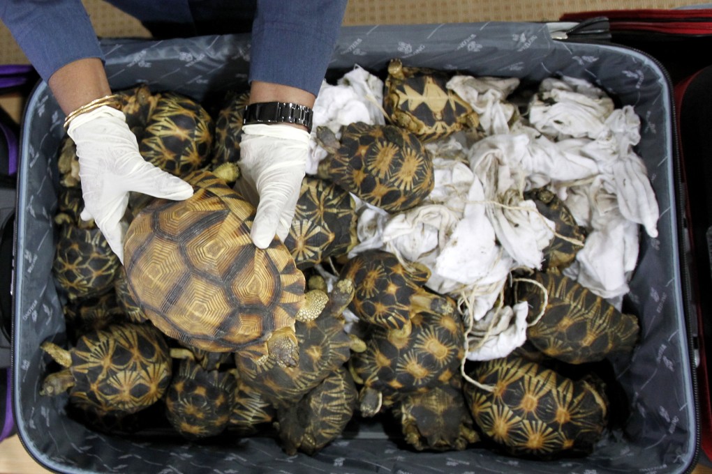 A Malaysian Customs official holds seized tortoises on May 15, 2017. Some 200 turtles and tortoises were seized by Malaysian officials recently. Photo: AP/File