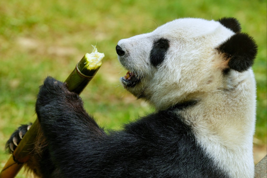 Ying Ying, a giant panda living in the Ocean Park, enjoying its meal. Photo: Elson Li