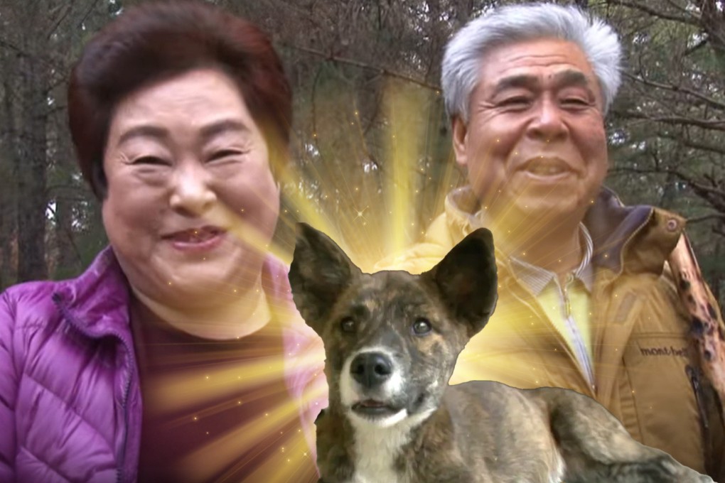 A “deity” dog in South Korea has gained legendary status after it “came back from the dead” following its burial in a shallow grave. Photo: SCMP composite/Shutterstock/YouTube