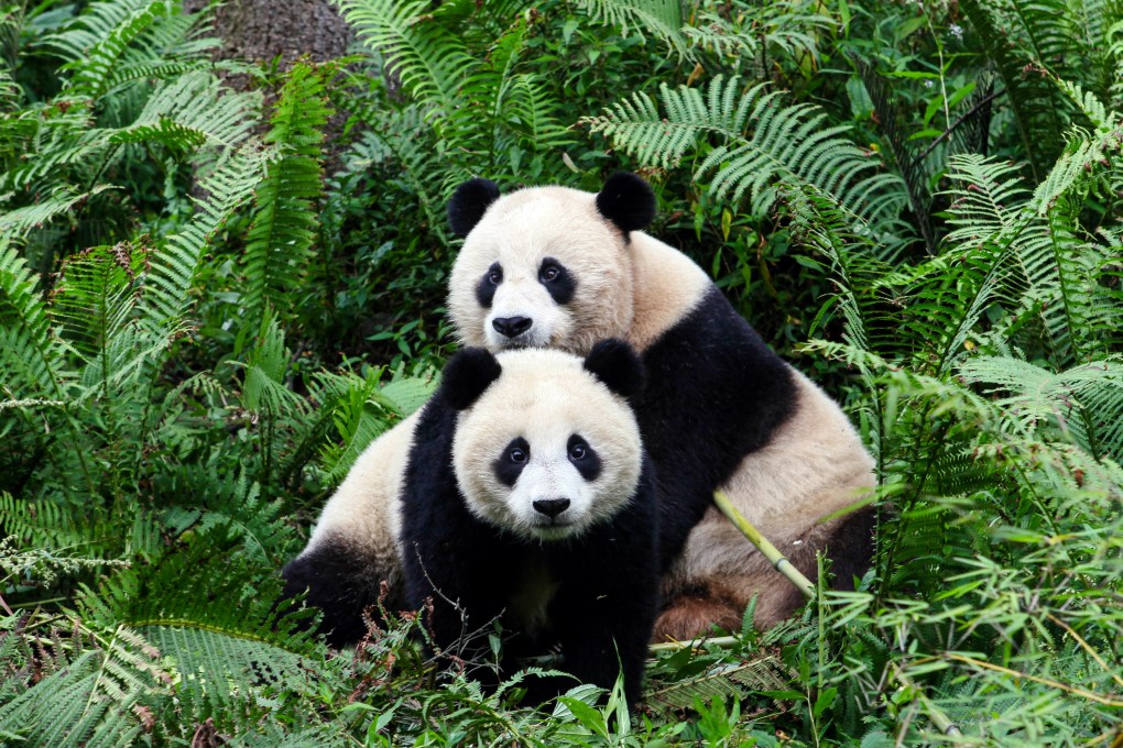 The total number of wild giant pandas in China has increased from about 1,100 in the 1980s to nearly 1,900 today. Photo: Handout via Xinhua