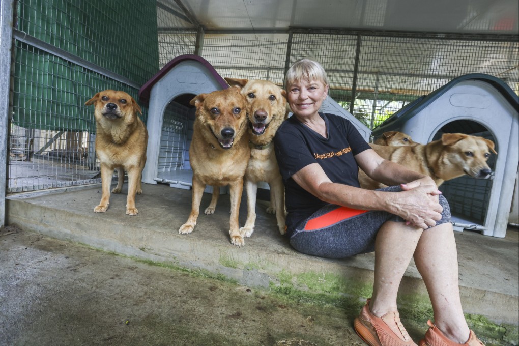 Sai Kung Stray Friends Foundation founder Narelle Pamuk with rescued dogs in Hong Kong. The dog shelter faces a rent rise, and must pay rent arrears, and the Australian native is seeking a financial injection for the charity from donors.  Photo: Jonathan Wong