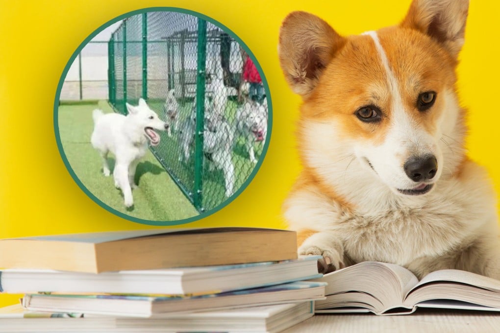 Growing numbers of busy people in China are paying to send their pets to so-called animal kindergartens. Photo: SCMP composite/Shutterstock/36kr.com