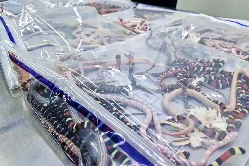 Mainland China customs officers found 104 live snakes of ‘various colours and shapes’ concealed in the man’s pockets. Photo: Handout