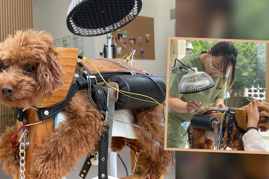 The Post explains why growing numbers of pet owners in China are turning to acupuncture to treat their pets. Photo: SCMP composite/chengdu.cn