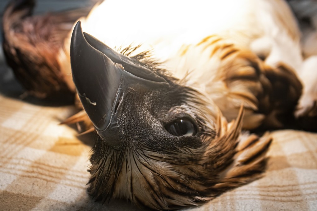 A Philippine eagle died from severe blood loss after it was shot in a forest in the southern part of the country. Photo: Handout/Klaus Nigge-Philippine Eagle Foundation